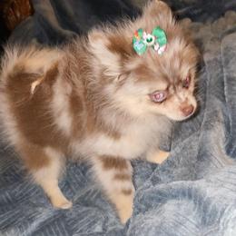 Hunnibunnies princess - Chocolate merle female Pomeranian puppy in Cleveland, Ohio from Hunnibunnies