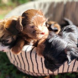 Chinese Crested puppies from Charming Cresteds Kennel