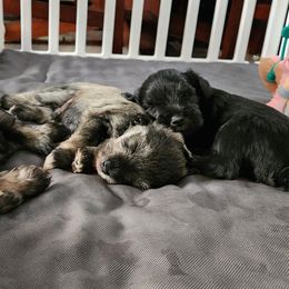 Miniature Schnauzers from Byrd's House