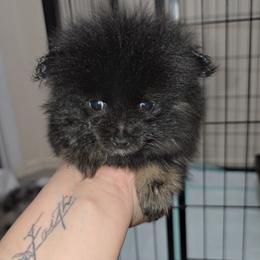 Forky - Black and tan male Pomeranian puppy in Buckeye, Arizona from BL Poms Heaven