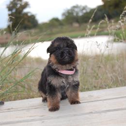 Spice - Black and red female German Shepherd puppy in Llano, Texas from Von Ark German Shepherds