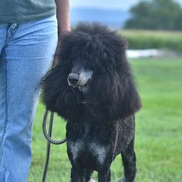 Rebel - Poodle