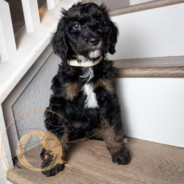 Mrs. White (white collar female) - Phantom female Goldendoodle puppy in Murrieta, California from Apricot Poodles & Goldendoodles, LLC