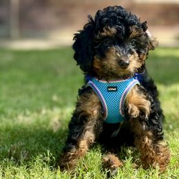 Jett (Out of this world Sparkle) Black Phantom - Phantom male Goldendoodle puppy in Forney, Texas from Diamond Doodle Pups and Poodles