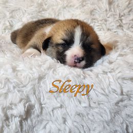 Boy 4 - Pembroke Welsh Corgi puppy from Five Heart's Corgis