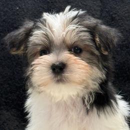 Trey - Parti male Yorkipoo puppy in Lebanon, Kentucky from Mosaic Merle Doodles