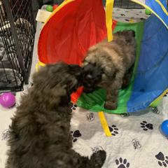 Bouvier des Flandres Puppies from Julie Smith
