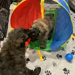 Bouvier des Flandres Puppies from Julie Smith