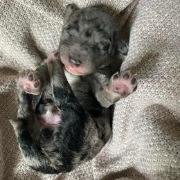 Firecracker - Merle male Goldendoodle puppy in Eaton, Ohio from Dezi’s Sonshine Doodles