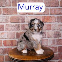 Murray - Blue merle male Aussiedoodle puppy in Calhoun, Georgia from Happy Top Doodles