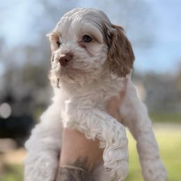 Heartthrob - Red and white male Cockapoo puppy in Advance, North Carolina from Rome & Reign Farm