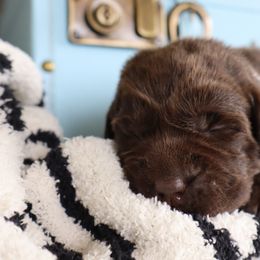 Sugar - Chocolate female Labrador Retriever puppy in Camden, Indiana from Camden's Caring Canines