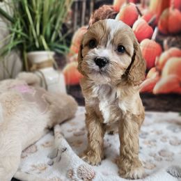 Ranger - Apricot male Cavapoo puppy in Lebanon, Missouri from Leerose Puppies