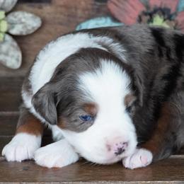 Blue Merle 1 - Blue merle male Miniature Australian Shepherd puppy in Lawton, Oklahoma from Lindsey’s Aussies