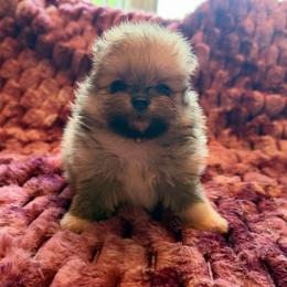 Tucker - Orange sable male Pomeranian puppy in Waterloo, Indiana from Garcias Pomeranian