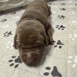 Green - Chocolate male Labrador Retriever puppy in Dickson, Tennessee from Cane Creek Labradors