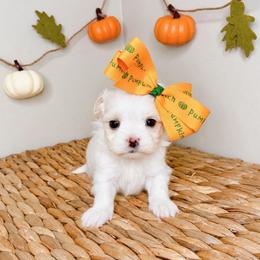EmmyLou - White female Maltese puppy in Morehead, Kentucky from Paw Perfect Pets