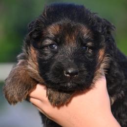 Lucie - Black and red female German Shepherd puppy in Azle, Texas from Nuckols-Alsup Canines German Shepherds