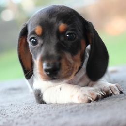 Dachshund Puppies from Schultz Haus Dachshunds