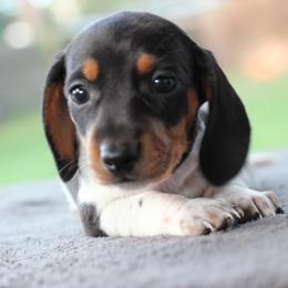 Dachshund Puppies from Schultz Haus Dachshunds