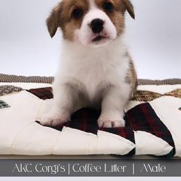 Mocha - Red male Pembroke Welsh Corgi puppy in Pine Village, Indiana from NL Horsemanship