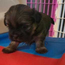 Piper - Chocolate and tan female Shih Tzu puppy in Filer, Idaho from Shih Tzu Kennels