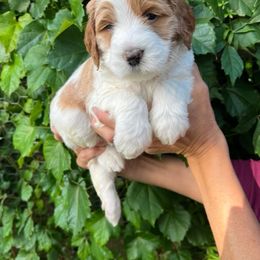 Assorted Doodle Crosses, Australian Labradoodle, Goldendoodle, and Newfoundland Puppies from Twin Sisters Doodles