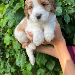 Assorted Doodle Crosses, Australian Labradoodle, Goldendoodle, and Newfoundland Puppies from Twin Sisters Doodles