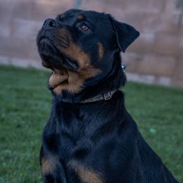 Ruby - Rottweiler
