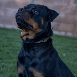Ruby - Rottweiler