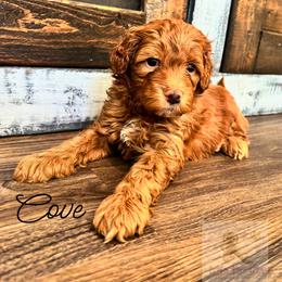 Cove - Red  male Goldendoodle puppy in Birmingham, Alabama from Ivy’s Doodles
