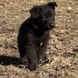 German Shepherd Puppies from Czech Working Lines