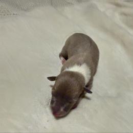 Applejack - Fawn female Italian Greyhound puppy in Texas from Italian Greyhounds of Frisco
