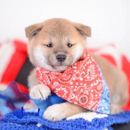 Fuwari - Red Male - Red male Shiba Inu puppy in Neosho, Missouri from Sunny Terrace Shibas