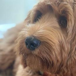 Goldendoodles from Simply Pawfect Doodles