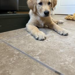Golden Retriever Puppies from RuTess Goldens