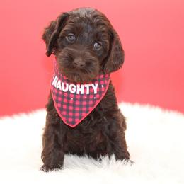 Sahara - Chocolate female Australian Cobberdog puppy in Bellingham, Minnesota from Whispering Prairie Australian Cobberdog