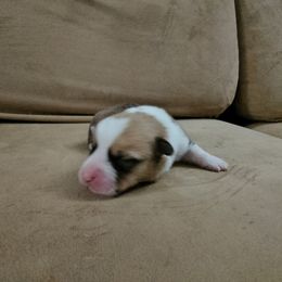 Pembroke Welsh Corgi and Saint Bernard Puppies from Middle Georgia Saints and Corgis