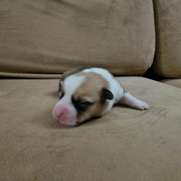 Pembroke Welsh Corgi and Saint Bernard Puppies from Middle Georgia Saints and Corgis