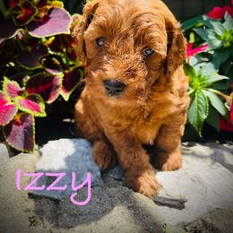 Izzy - Red  female Goldendoodle puppy in Fairfield, Ohio from McMoniDoodles