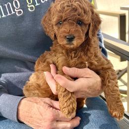 Goldendoodle Puppies from Amazing Grace Doodles