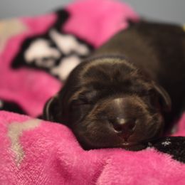 Dilute Retriever Puppies from Wicked Pines Retrievers