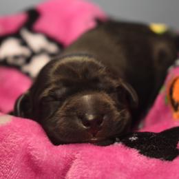 Dilute Retriever Puppies from Wicked Pines Retrievers