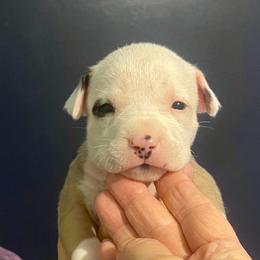 Right Eye - red collar - Red female American Staffordshire Terrier puppy in Monroe, Georgia from Irresistibull Staffords