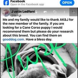 Cane Corso Puppies from AK&J Kentucky Corsos