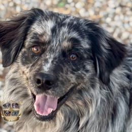 Hendrix - Australian Shepherd
