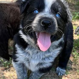 Australian Shepherd Puppies from Coleman's Natural Bridge Aussies