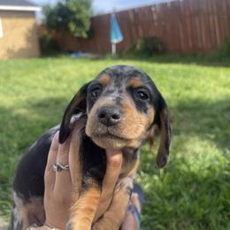 Gwen Stacy - Dapple female Dachshund puppy in Yuba City, California from The Navarro Furbabies