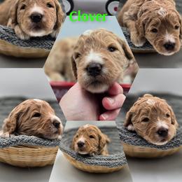 Clover - Apricot female Goldendoodle puppy in Summerville, South Carolina from Channys Doodles