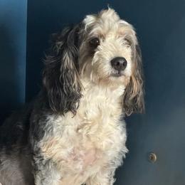 Klaus - Bernedoodle